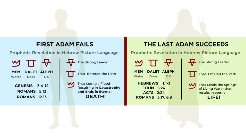 Chart - The Last Adam Succeeds