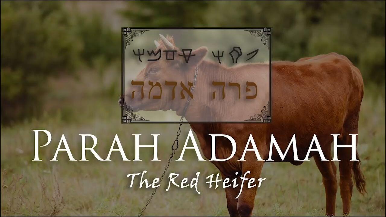 Hebrew Study - Parah Adamah - The Red Heifer - Part 1