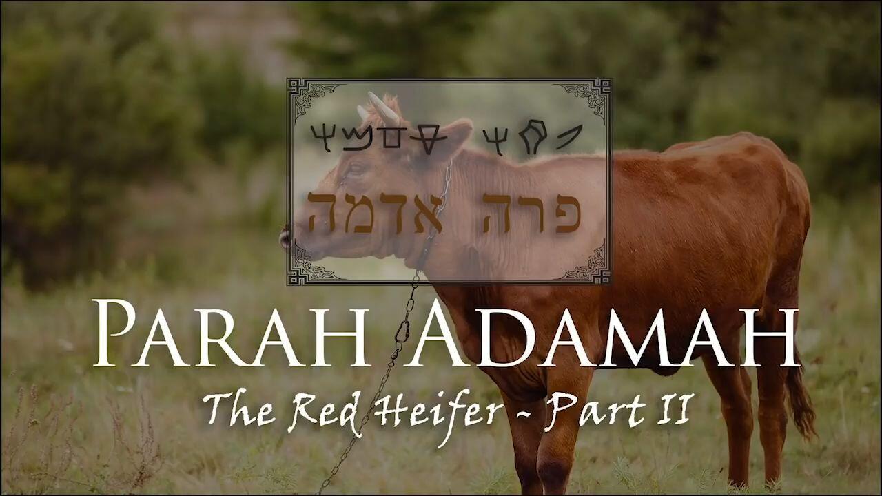 Hebrew Study - Parah Adamah - The Red Heifer - Part 2