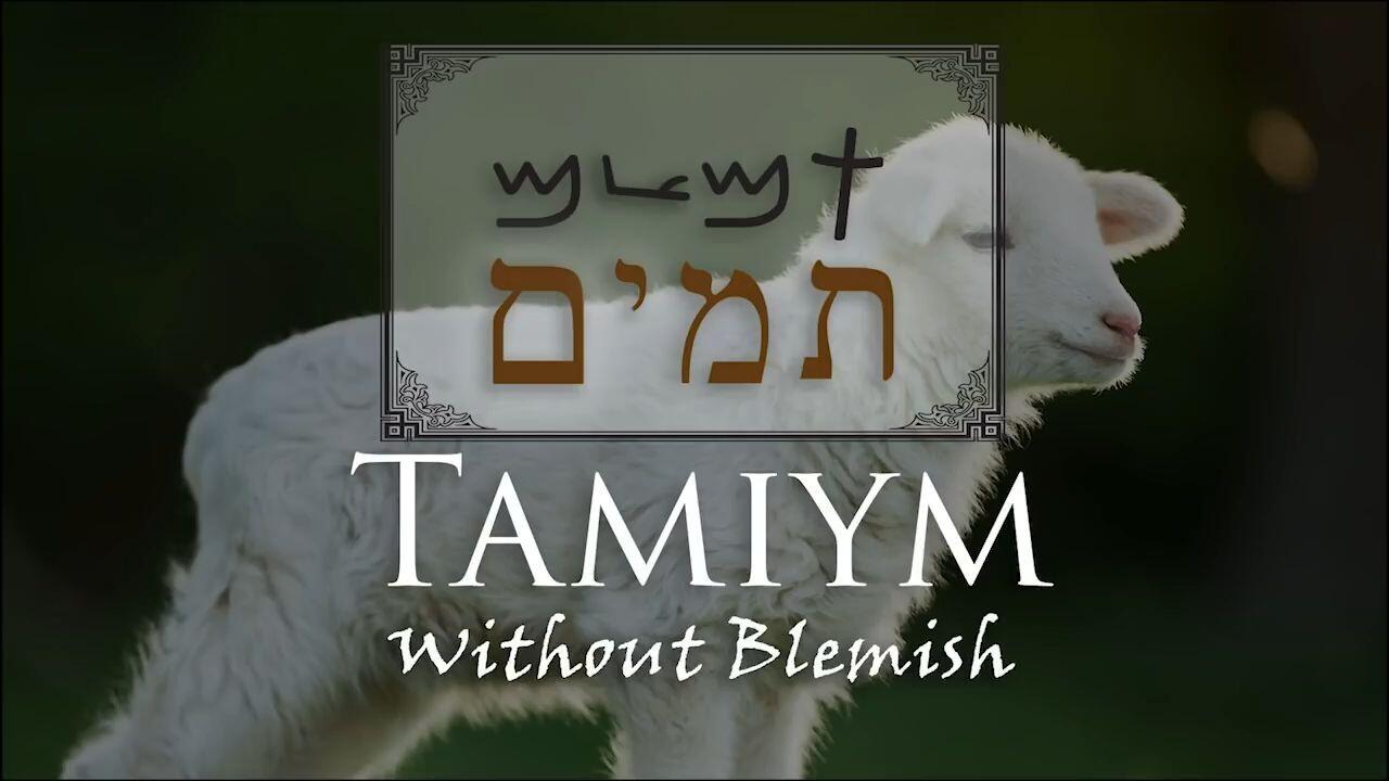 Hebrew Study - Tamiym - Without Blemish