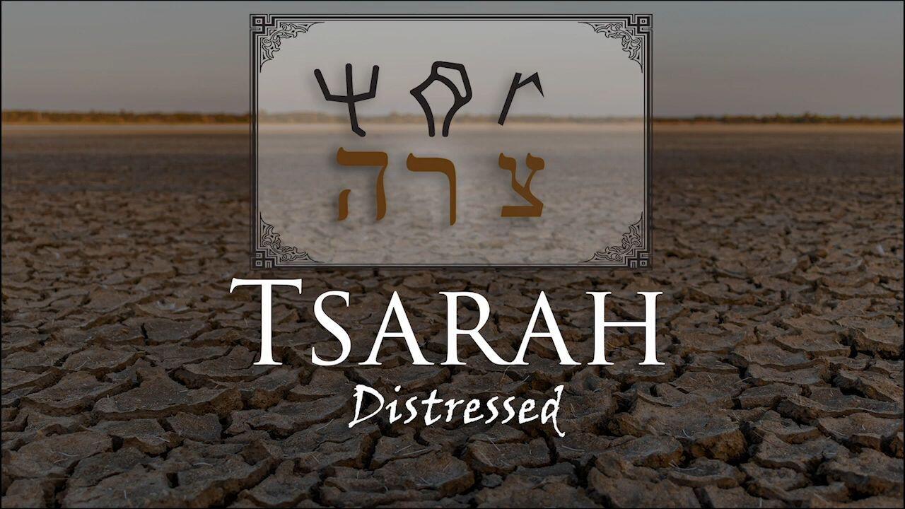 Hebrew Study - Tsarah - Distressed